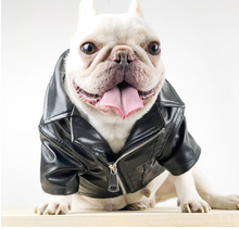 Load image into Gallery viewer, Cool Looking Dog Jacket